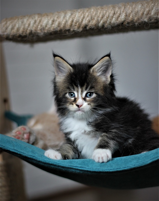 Very well Monterini - Kitten maine-coon 1 month 1 week