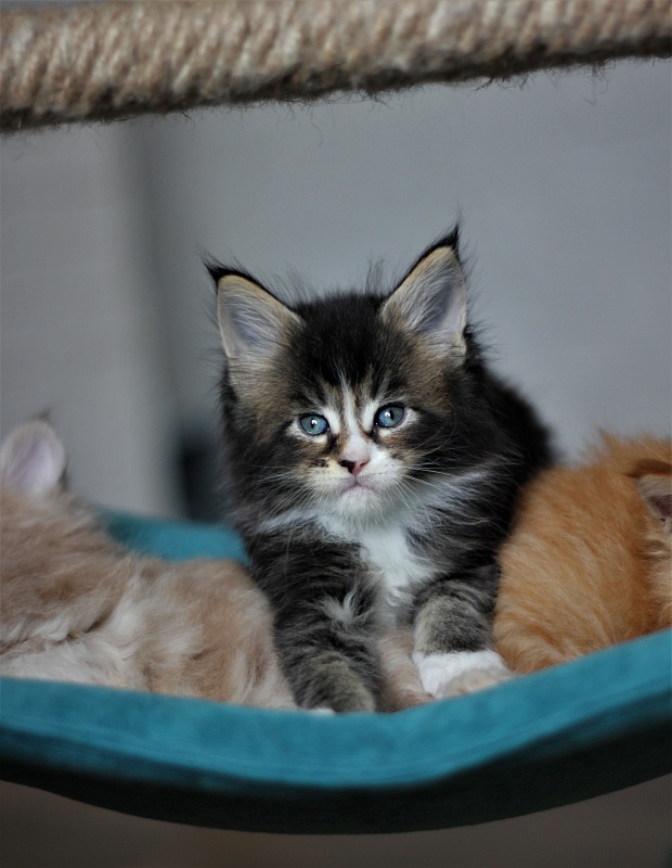 Very well Monterini - Kitten maine-coon 1 month 1 week