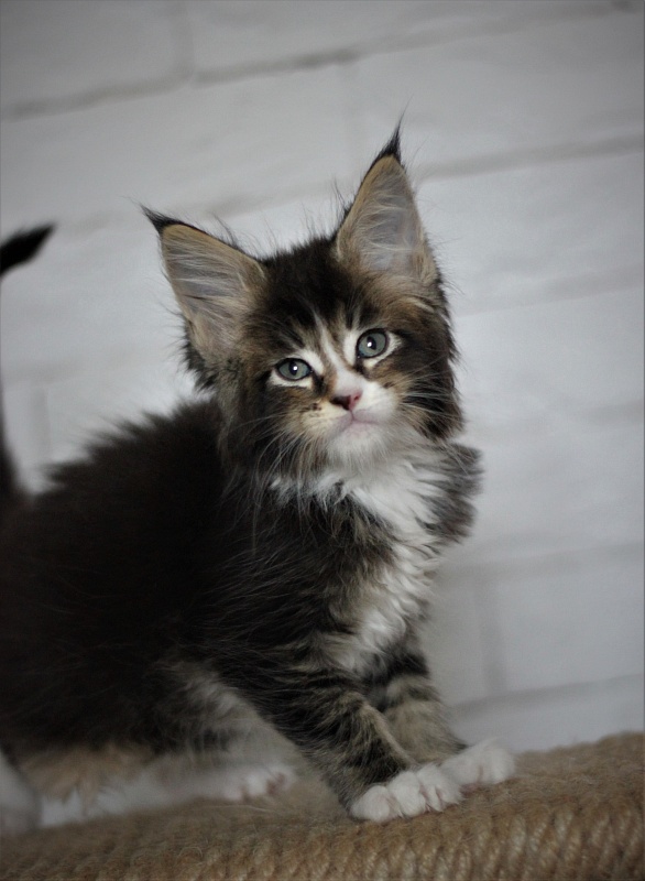 Very well Monterini - Kitten maine-coon 1 month 3 weeks