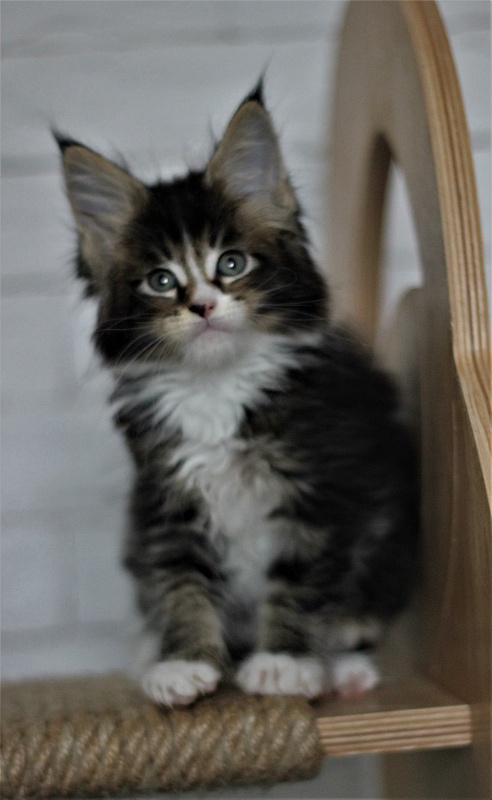 Very well Monterini - Kitten maine-coon 1 month 3 weeks
