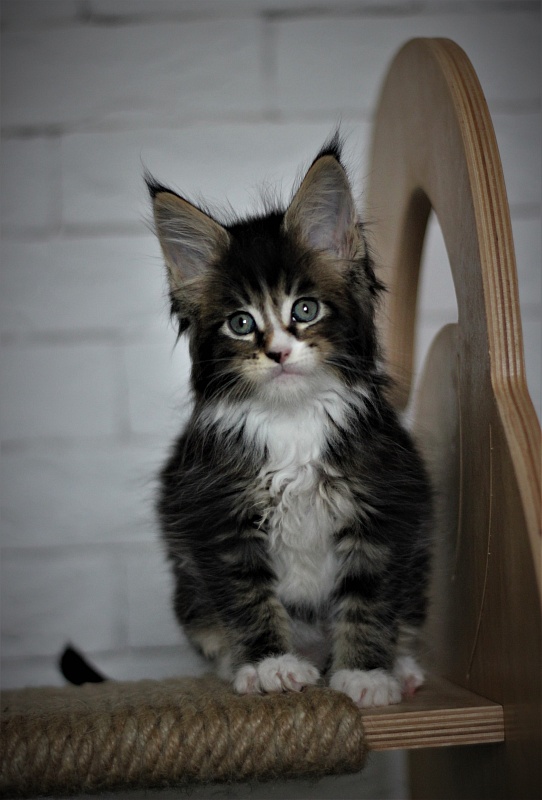 Very well Monterini - Kitten maine-coon 1 month 3 weeks
