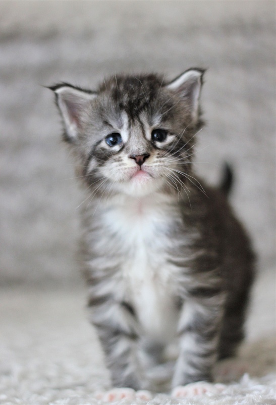 UA*White Shadows Monterini - Kitten maine-coon 3 weeks