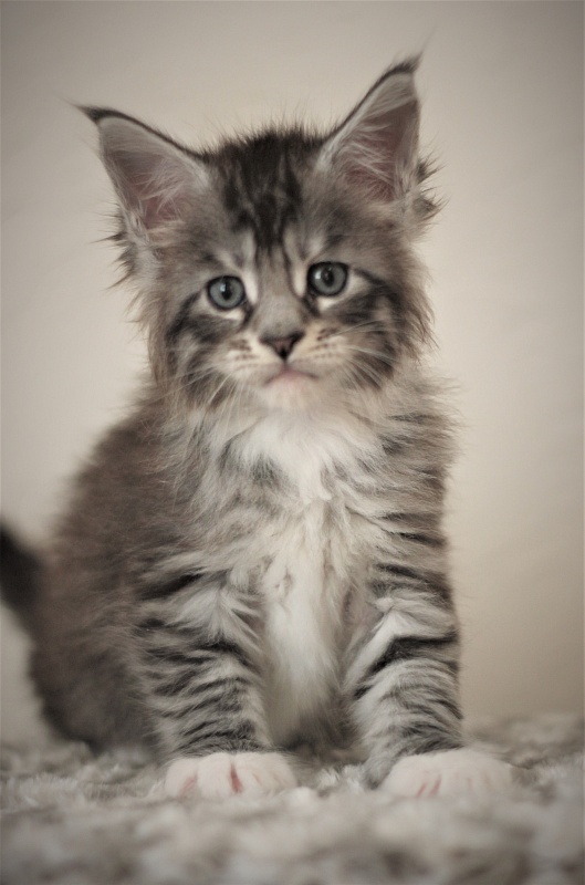 UA*White Shadows Monterini - Kitten maine-coon 1 month 1 week