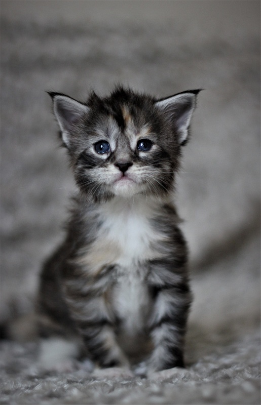 Wikipedia Monterini - Kitten maine-coon 3 weeks