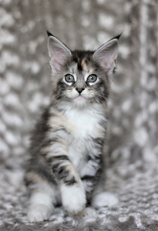 Wikipedia Monterini - Kitten maine-coon 1 month 3 weeks