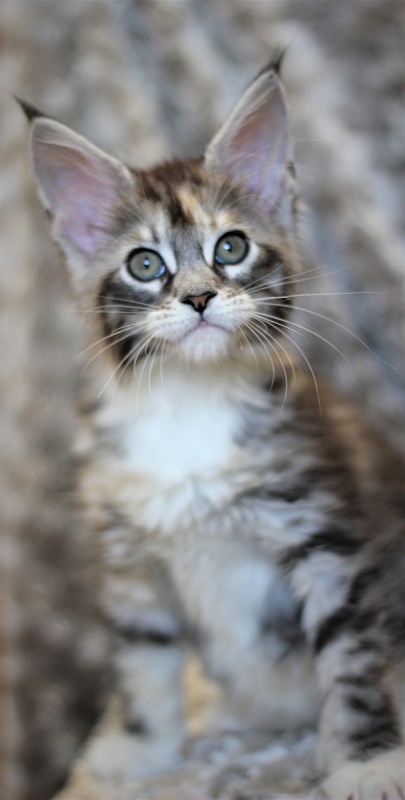 Wikipedia Monterini - Kitten maine-coon 2 months
