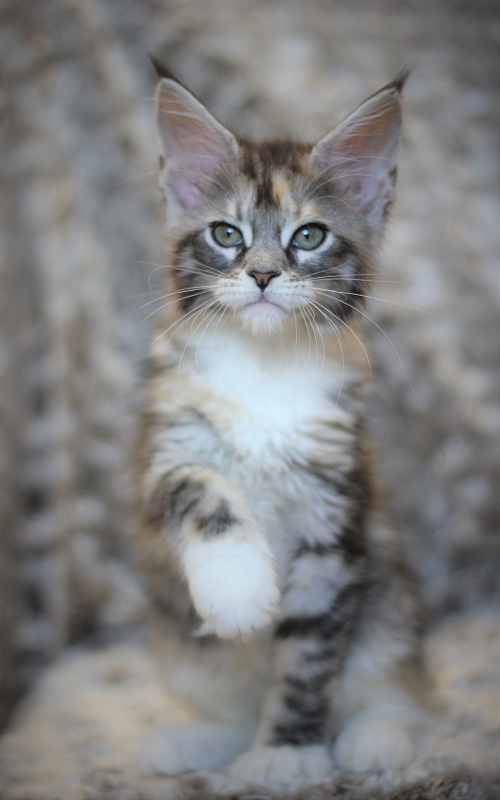 Wikipedia Monterini - Kitten maine-coon 2 months