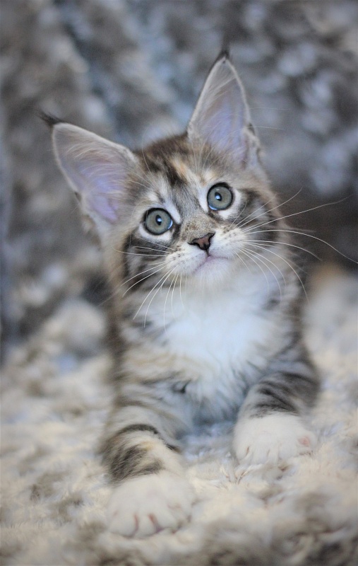 Wikipedia Monterini - Kitten maine-coon 2 months