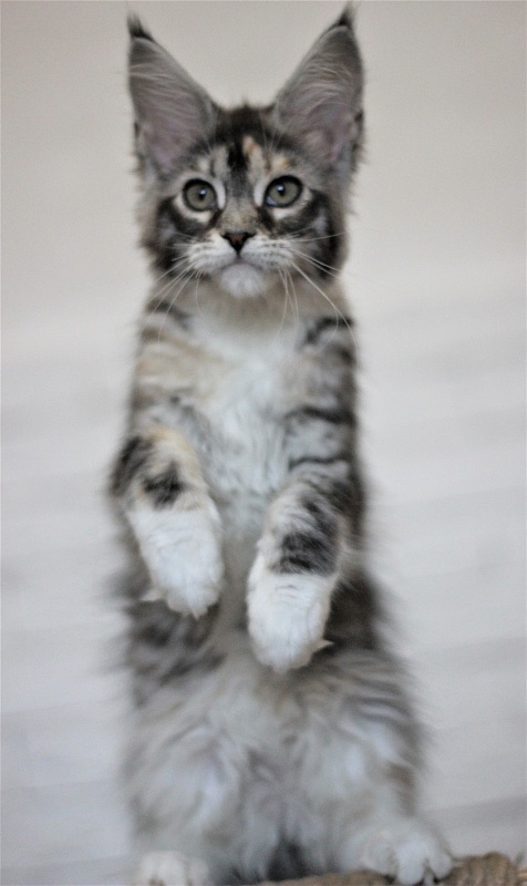 Wikipedia Monterini - Kitten maine-coon 3 months