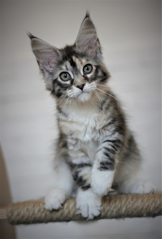 Wikipedia Monterini - Kitten maine-coon 3 months