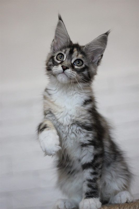 Wikipedia Monterini - Kitten maine-coon 3 months