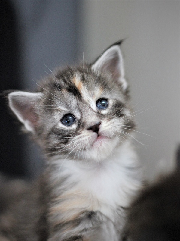 Wikipedia Monterini - Kitten maine-coon 3 weeks