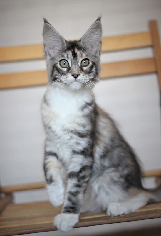Wikipedia Monterini - Kitten maine-coon 3 months 2 weeks
