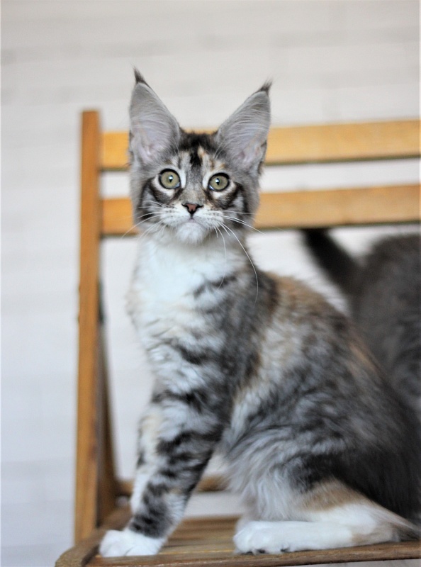 Wikipedia Monterini - Kitten maine-coon 3 months 2 weeks