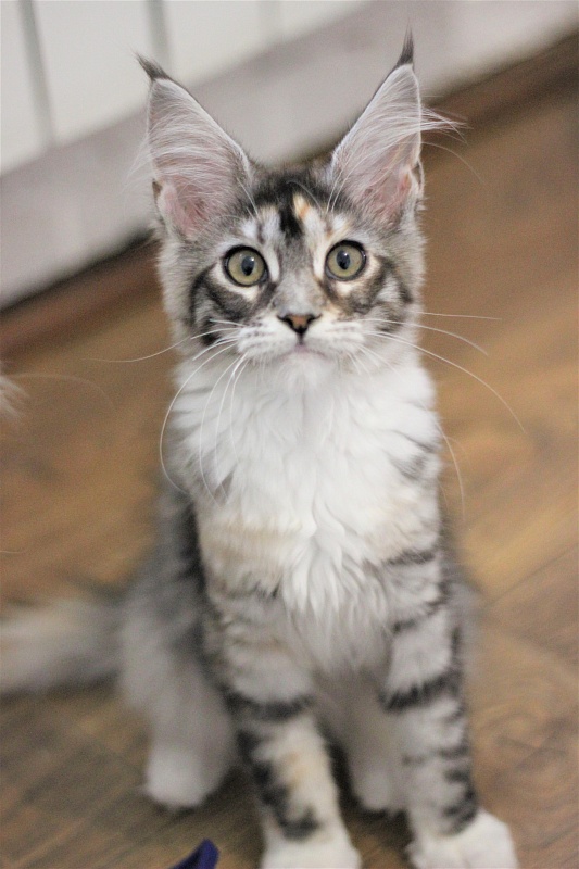 Wikipedia Monterini - Kitten maine-coon 3 months 2 weeks