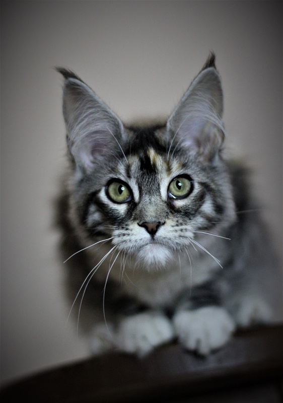 Wikipedia Monterini - Kitten maine-coon 4 months 3 weeks