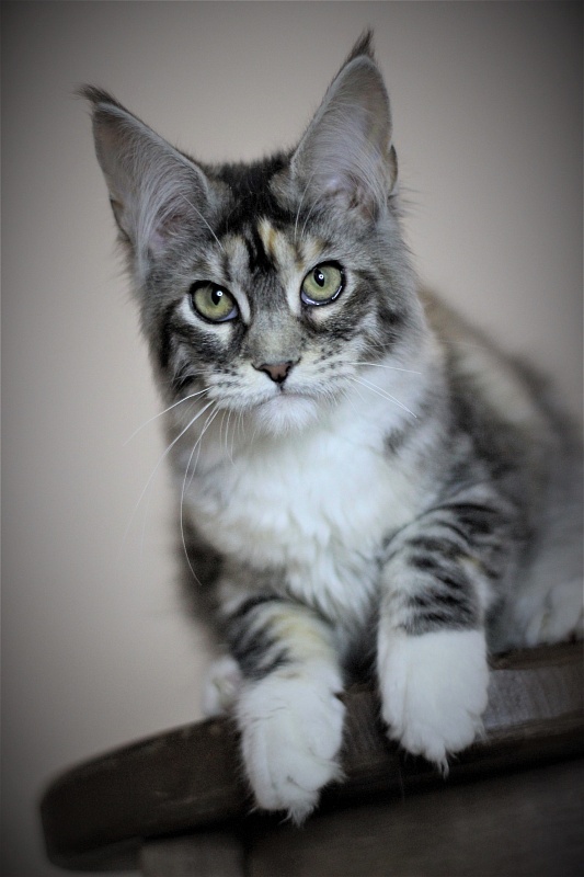 Wikipedia Monterini - Kitten maine-coon 4 months 3 weeks