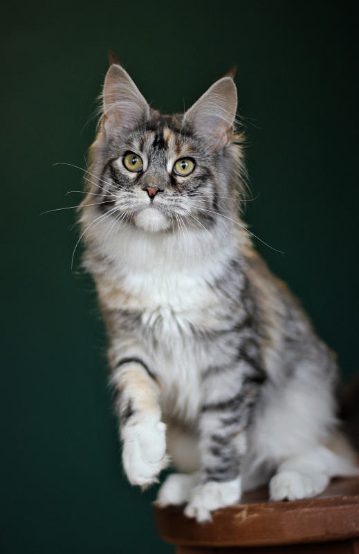 Wikipedia Monterini - Junior maine-coon 7 months 1 week