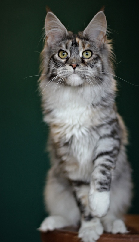 Wikipedia Monterini - Junior maine-coon 7 months 1 week