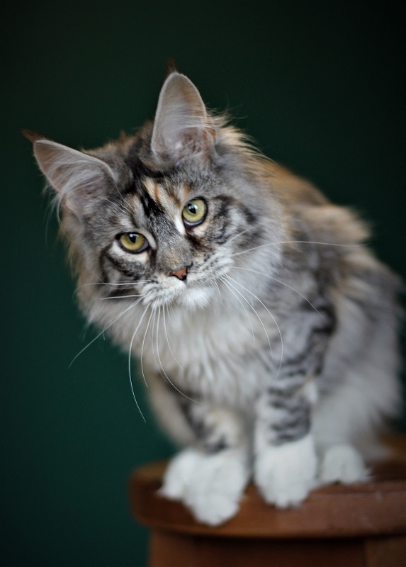 Wikipedia Monterini - Junior maine-coon 7 months 1 week
