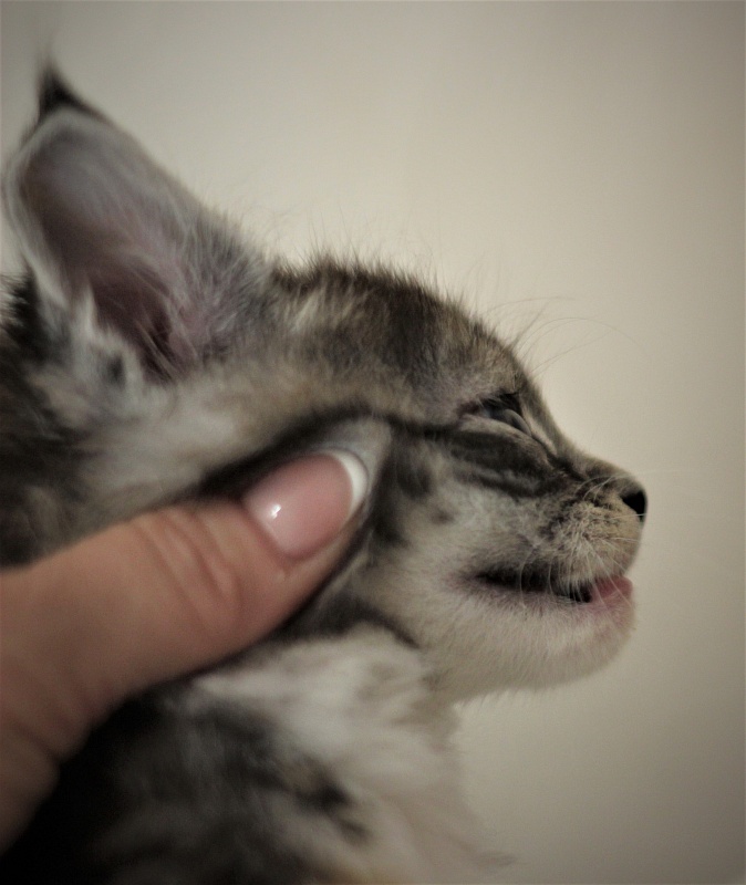 Wikipedia Monterini - Kitten maine-coon 1 month 1 week