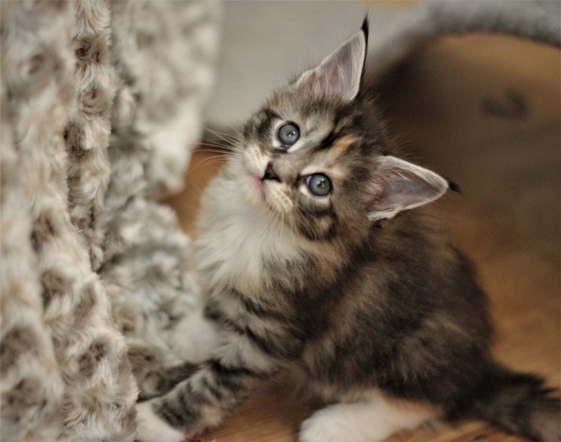 Wikipedia Monterini - Kitten maine-coon 1 month 1 week