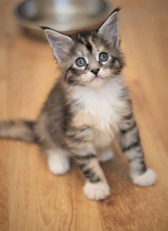 Wikipedia Monterini - Kitten maine-coon 1 month 1 week