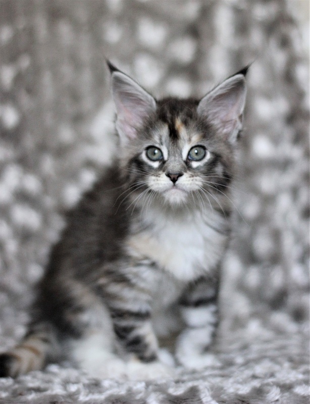 Wikipedia Monterini - Kitten maine-coon 1 month 3 weeks