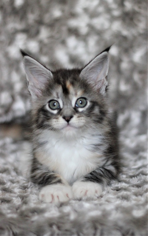 Wikipedia Monterini - Kitten maine-coon 1 month 3 weeks