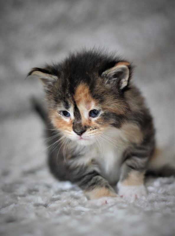 Winter Bouquet Monterini - Kitten maine-coon 3 weeks