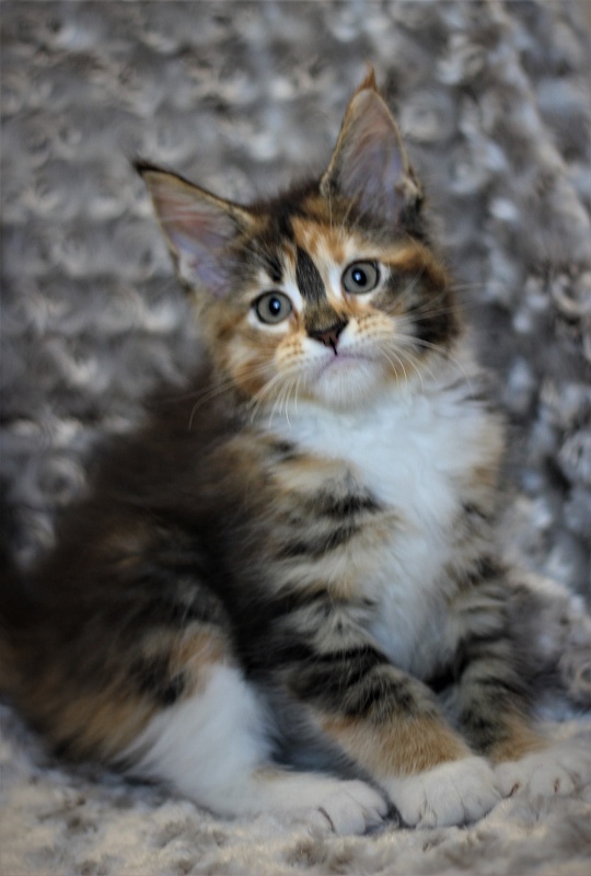 Winter Bouquet Monterini - Kitten maine-coon 2 months
