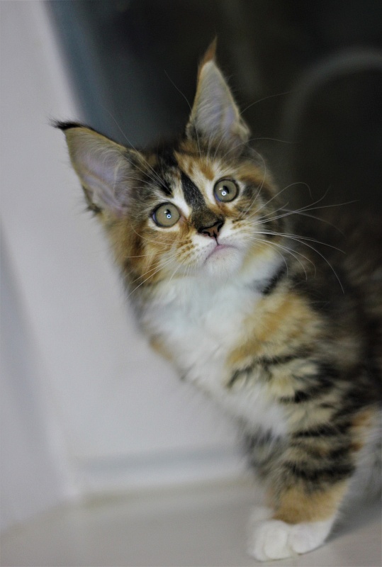 Winter Bouquet Monterini - Kitten maine-coon 2 months 1 week