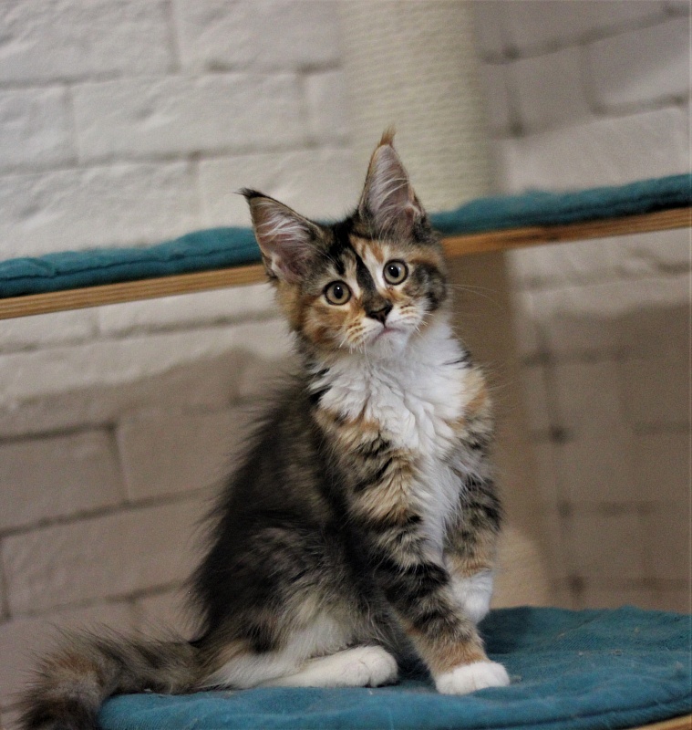 Winter Bouquet Monterini - Kitten maine-coon 3 months