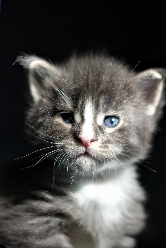 Wise Monterini - Kitten maine-coon 3 weeks