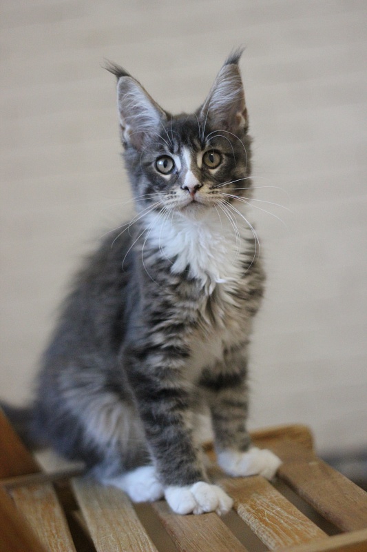 Wise Monterini - Kitten maine-coon 3 months