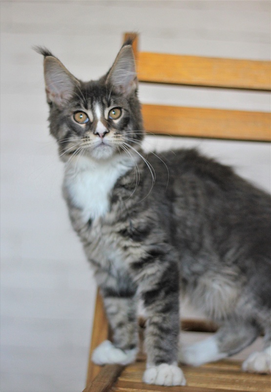 Wise Monterini - Kitten maine-coon 3 months 2 weeks