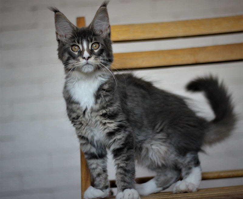 Wise Monterini - Kitten maine-coon 3 months 2 weeks