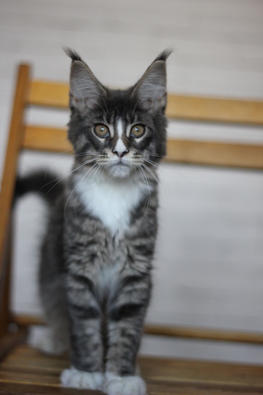 Wise Monterini - Kitten maine-coon 3 months 2 weeks
