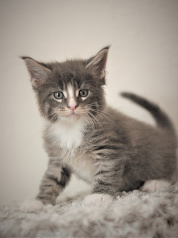 Wise Monterini - Kitten maine-coon 1 month 1 week