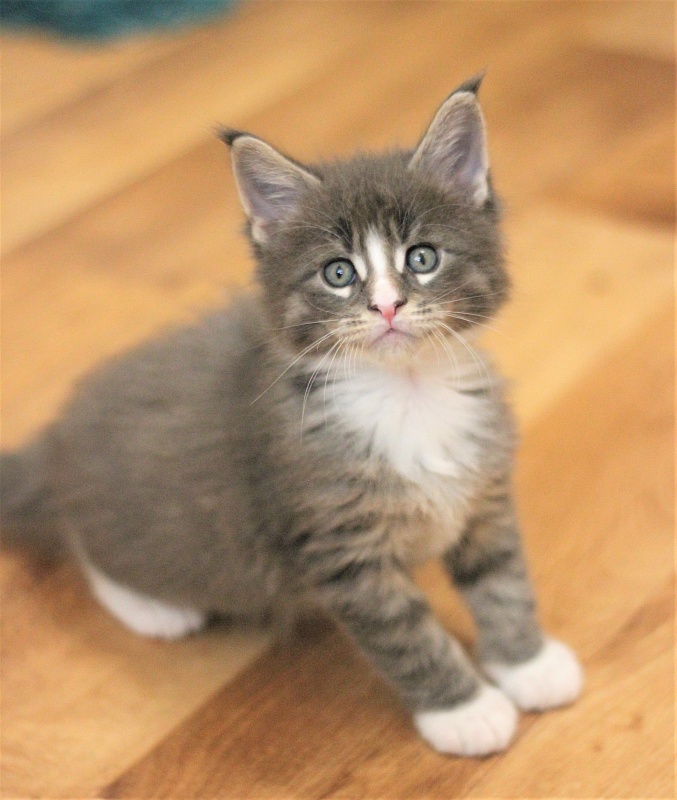 Wise Monterini - Kitten maine-coon 1 month 1 week