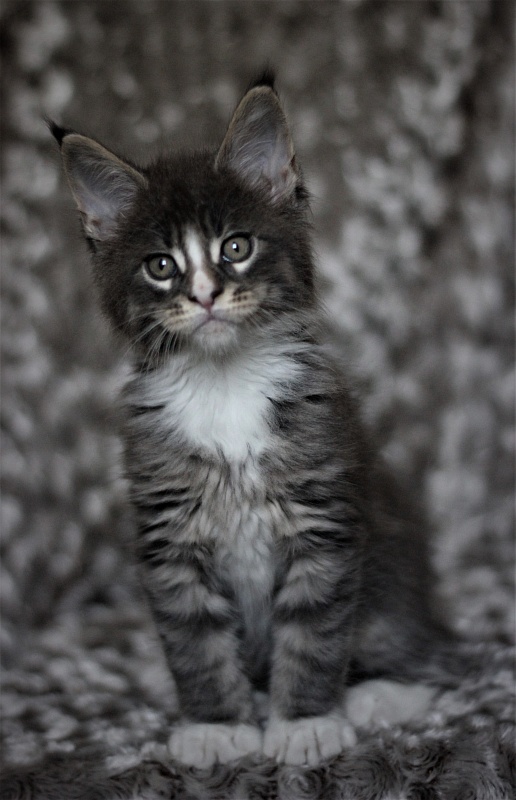 Wise Monterini - Kitten maine-coon 1 month 3 weeks
