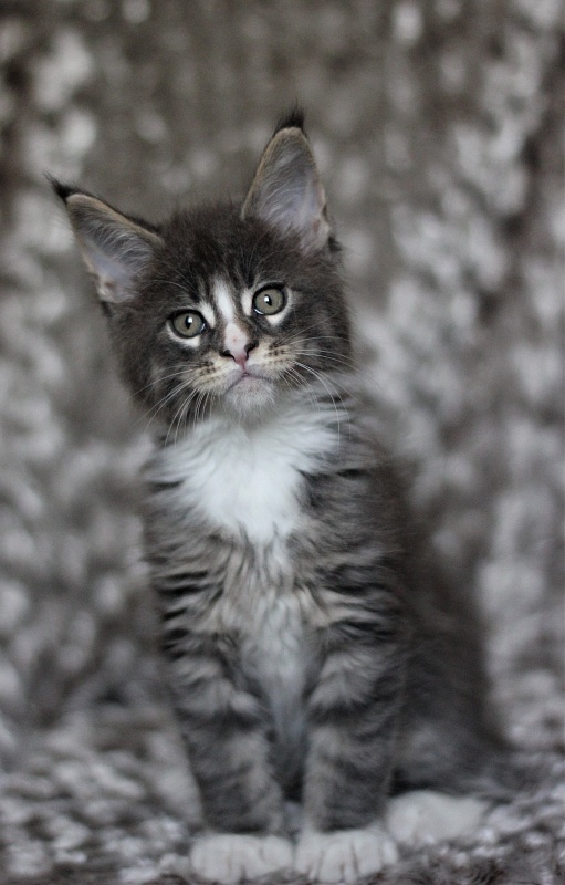 Wise Monterini - Kitten maine-coon 1 month 3 weeks