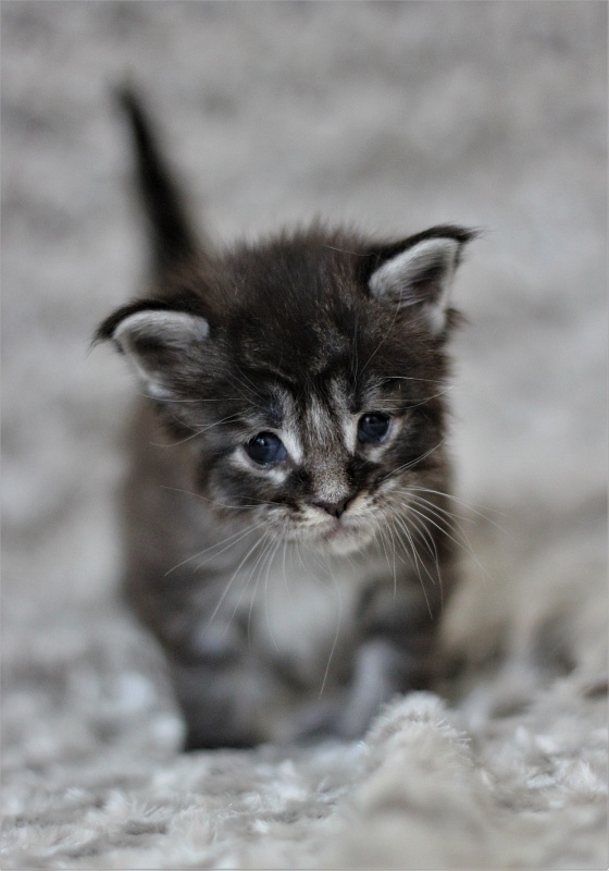 Woodi Monterini - Kitten maine-coon 3 weeks