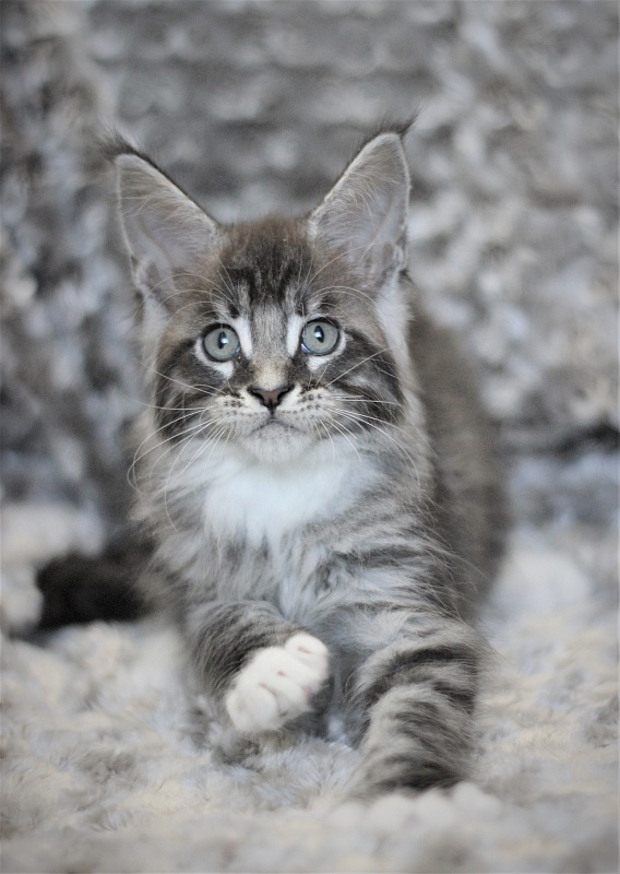 Woodi Monterini - Kitten maine-coon 2 months