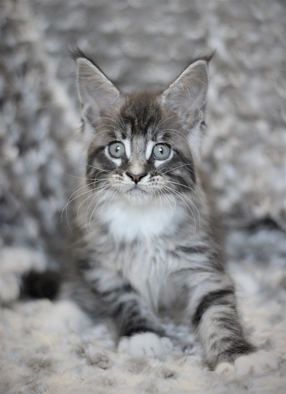 Woodi Monterini - Kitten maine-coon 2 months