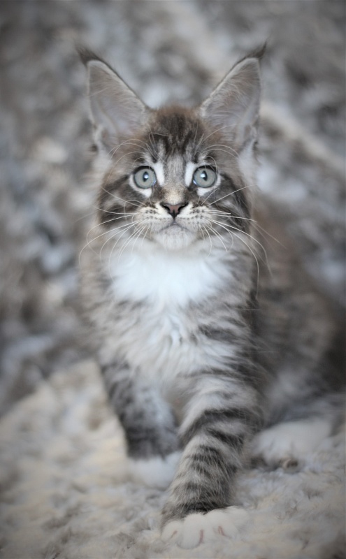 Woodi Monterini - Kitten maine-coon 2 months
