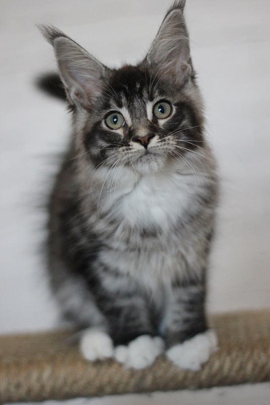Woodi Monterini - Kitten maine-coon 3 months