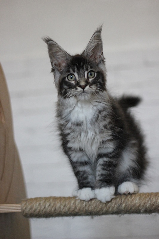 Woodi Monterini - Kitten maine-coon 3 months