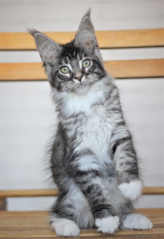 Woodi Monterini - Kitten maine-coon 3 months 2 weeks