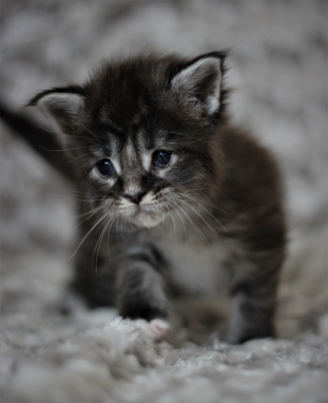 Woodi Monterini - Kitten maine-coon 3 weeks